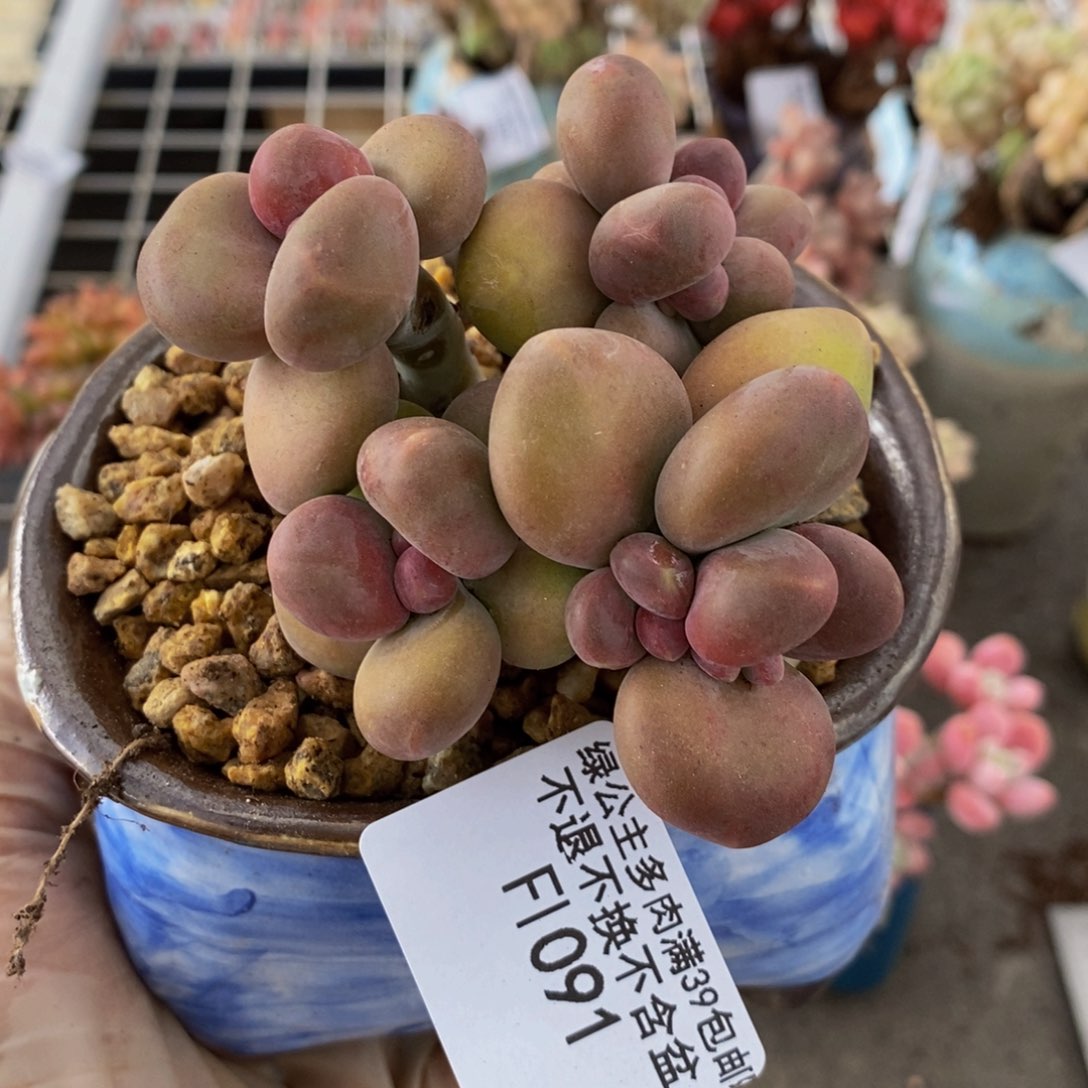 芒果奶酪金蟾kk奶091/8c m