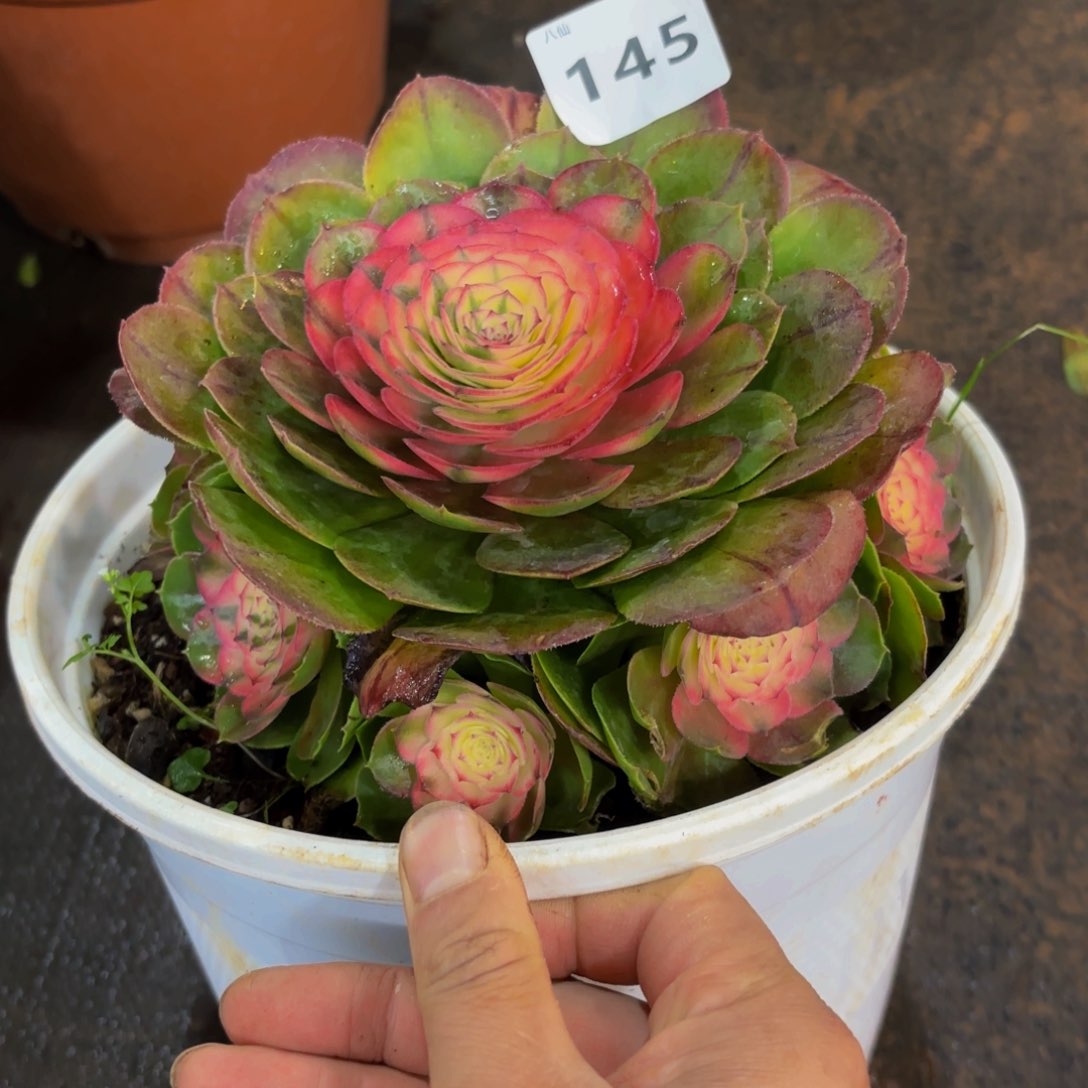 145多肉植物荔枝