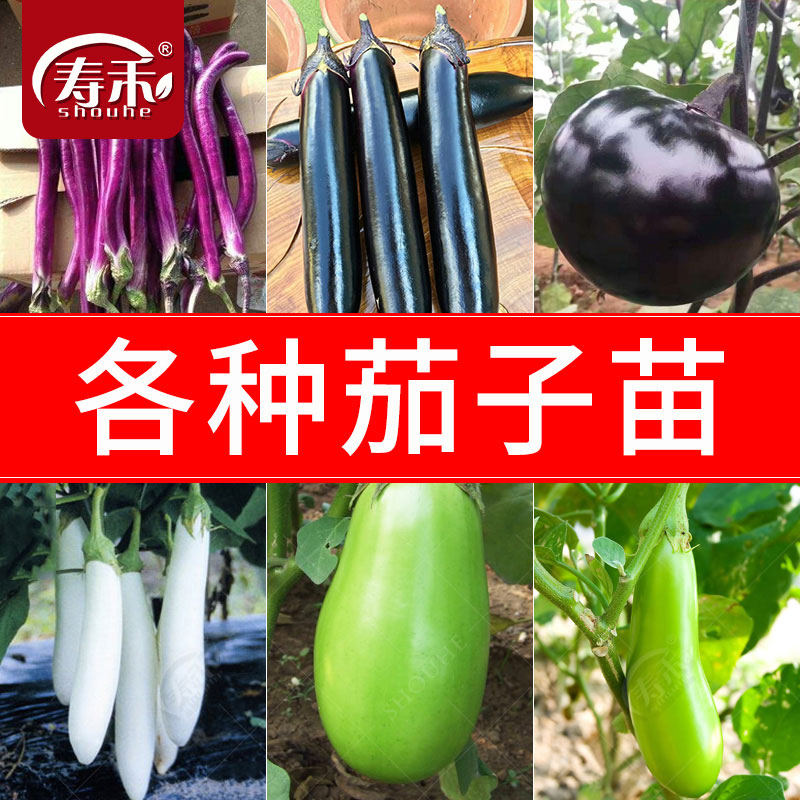 紫长茄子秧苗杭茄一号黑茄蔬菜苗阳台种菜带土四季盆栽白蛋茄大全
