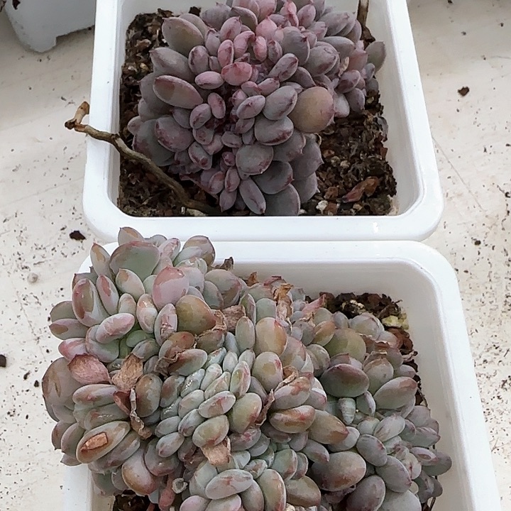 美**天青蛙王子儿童牙膏111