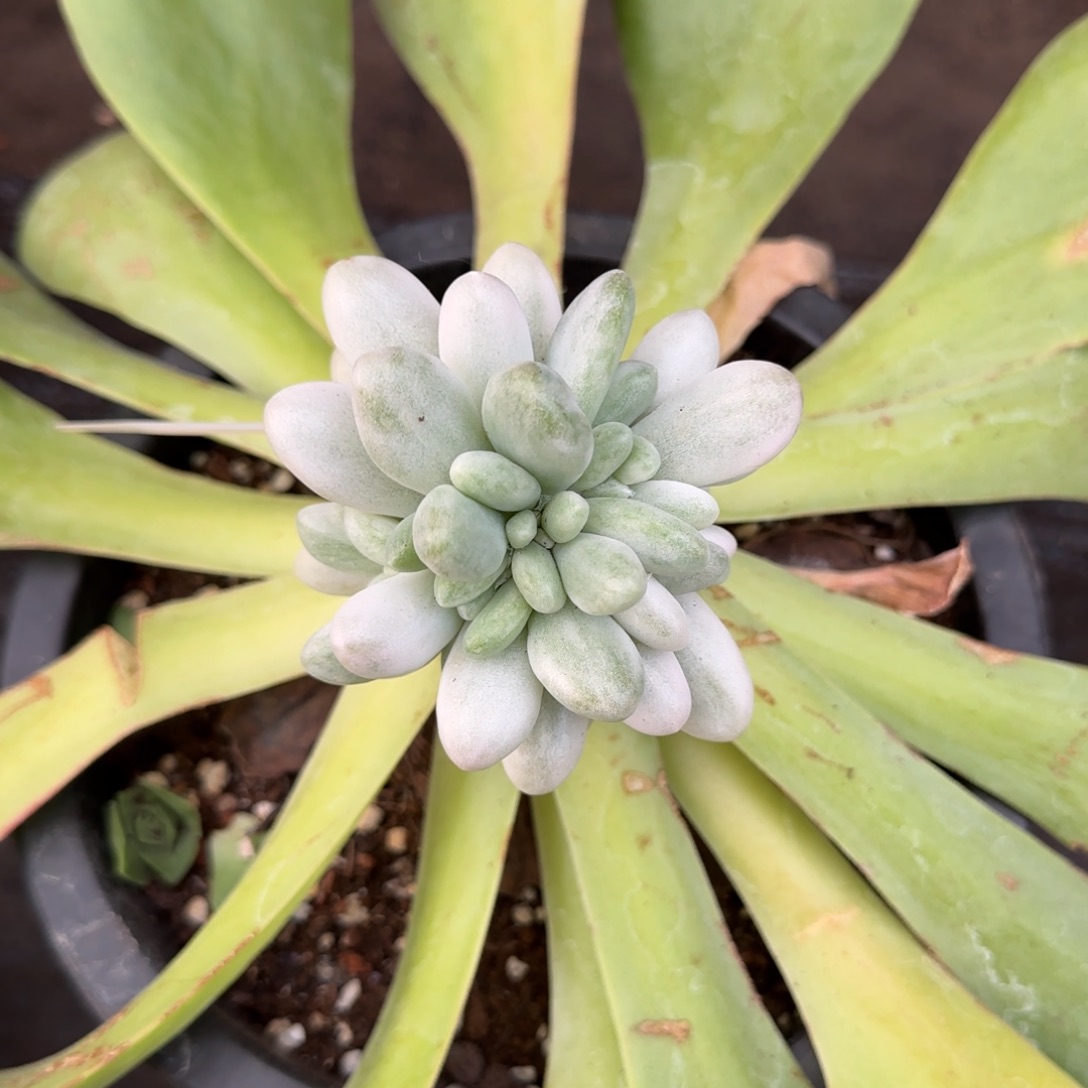 汤圆锦带嫁木 多肉植物
