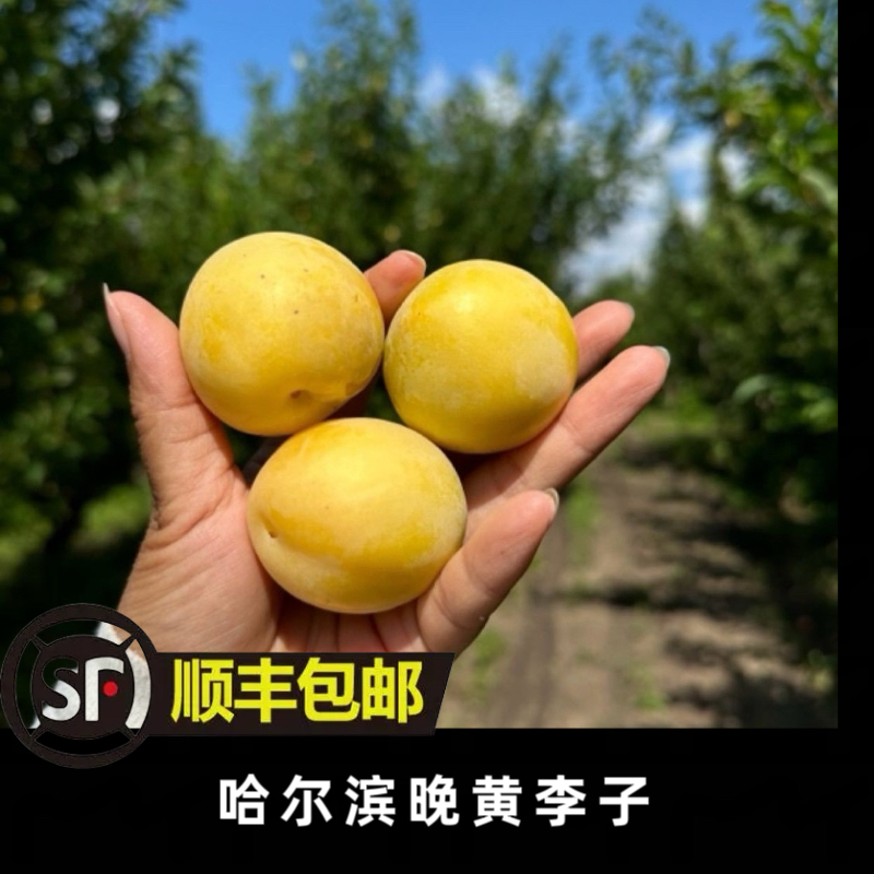 哈尔滨晚黄李子酸甜可口现摘现发小时候的味道