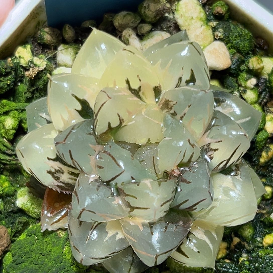 恭喜发财大吉大利0463