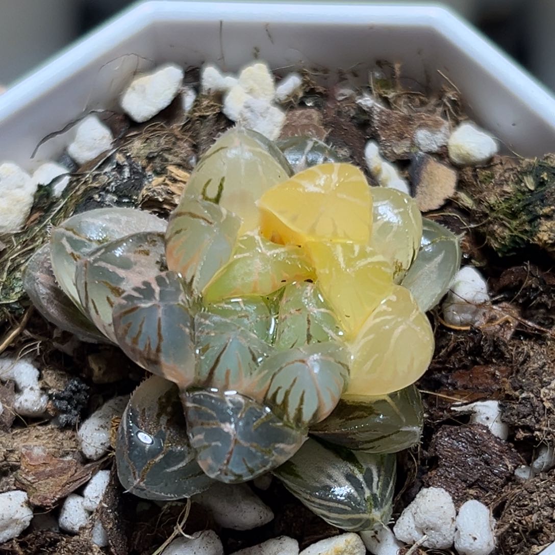 恭喜发财大吉大利616