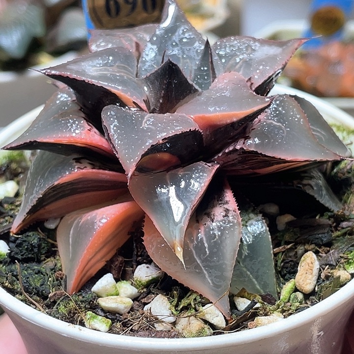 696酒吞锦母本大福利