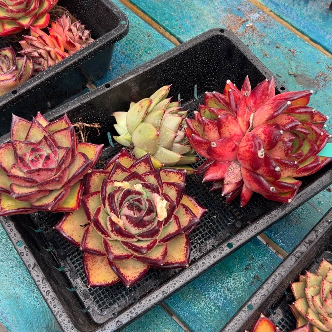 多肉一物一拍编号0126-114