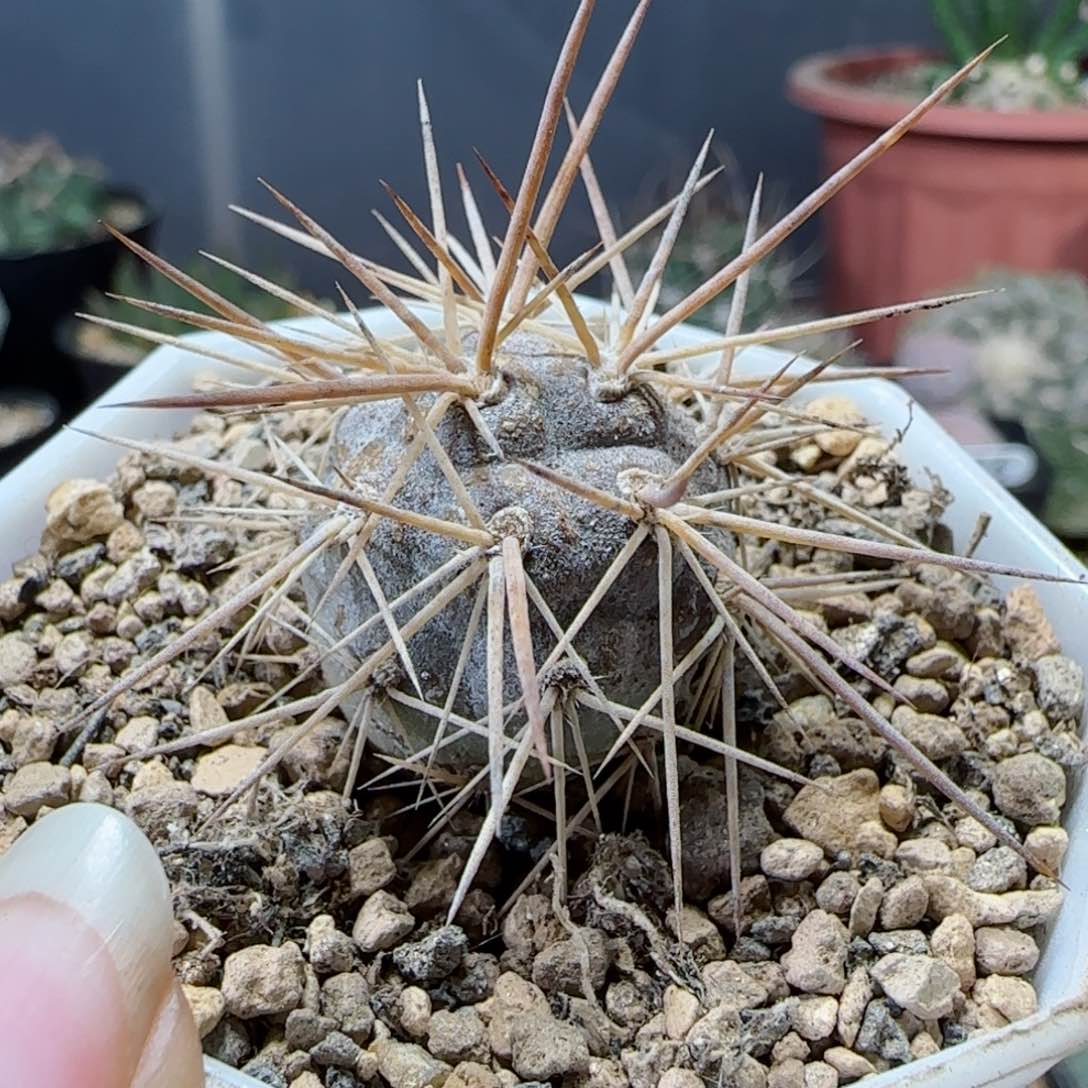 原地习志野一代侧芽自根养定多肉