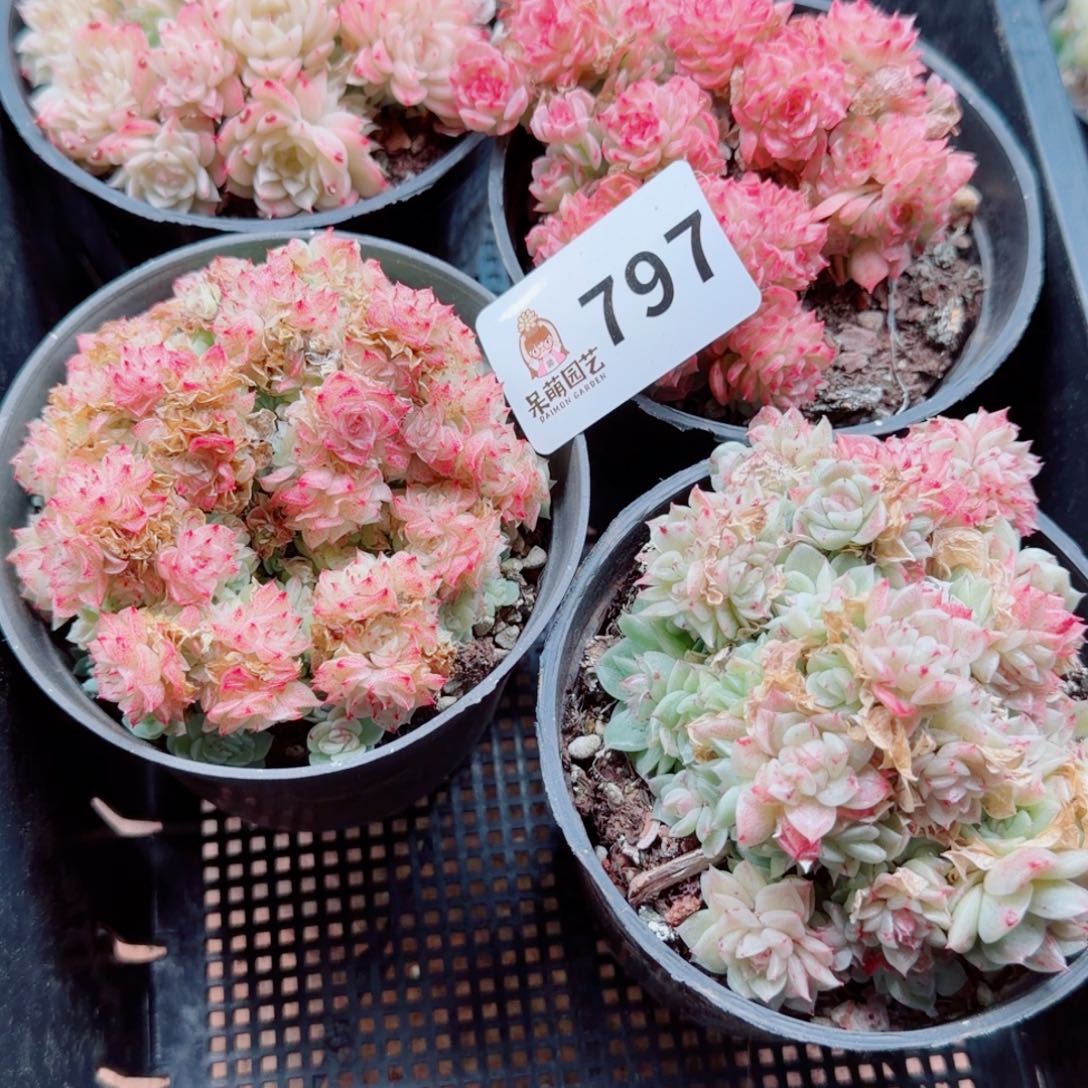 彩****多肉植物多肉植物