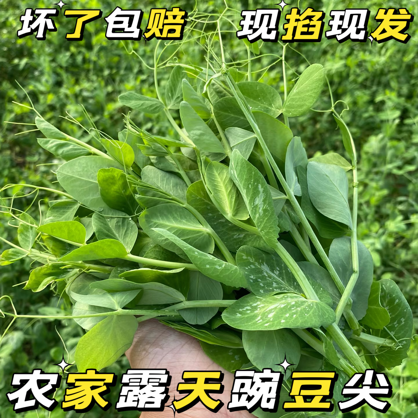 贵州农家露天自种豌豆尖现掐现发