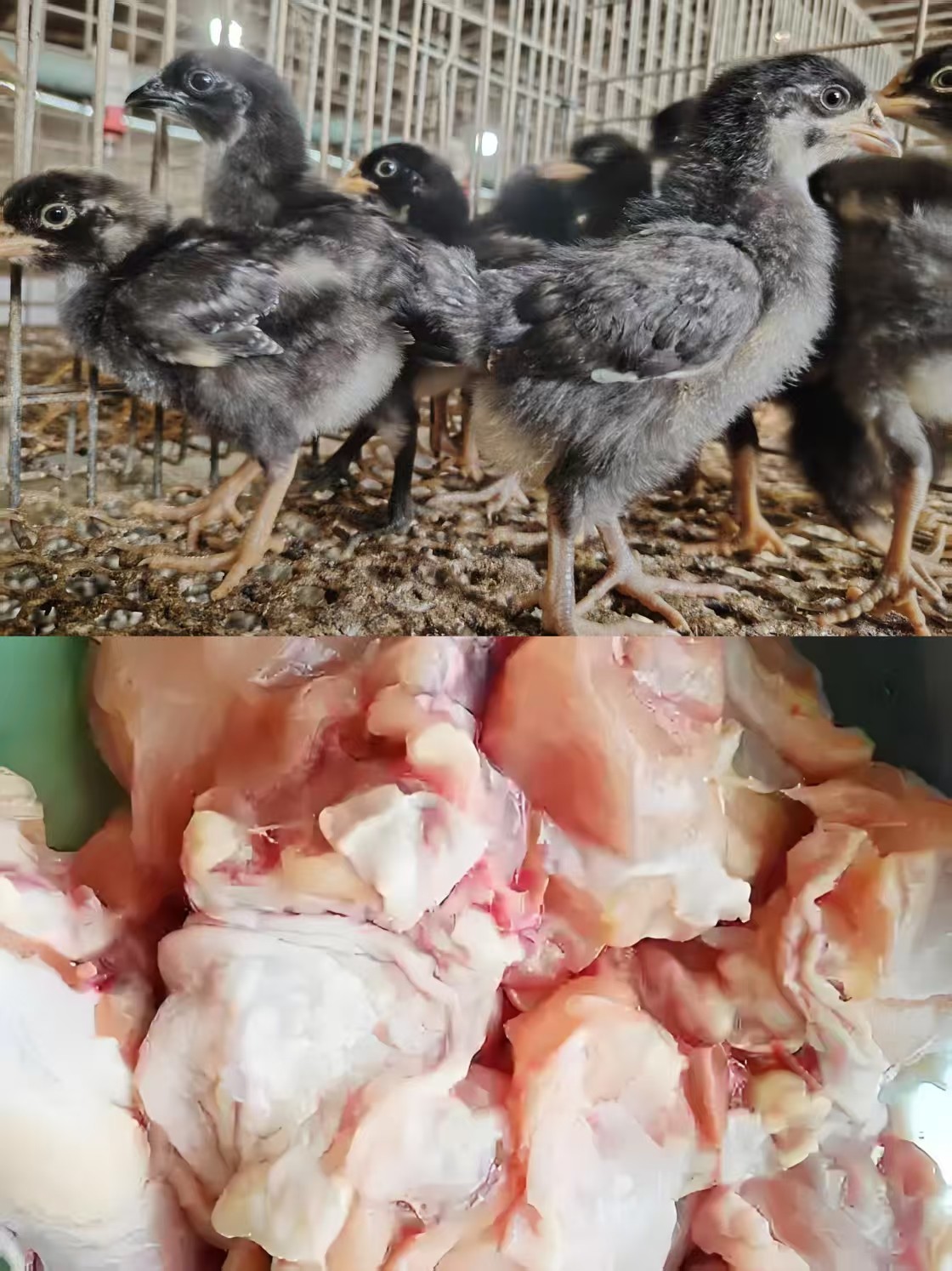 12天芦花鸡 发16只  营养丰富 肉质鲜美 包冰率不含冰