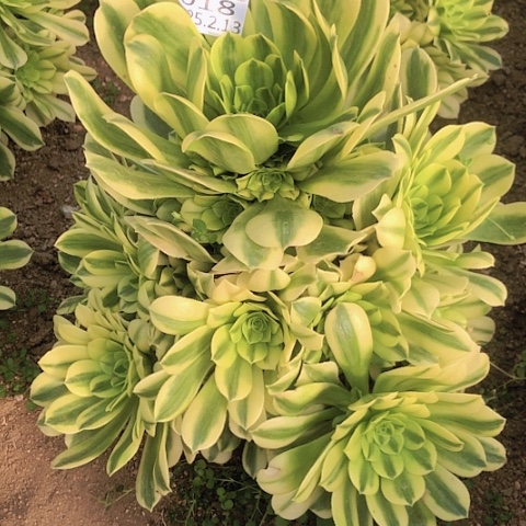 2.13-18金丝翡翠多肉植物