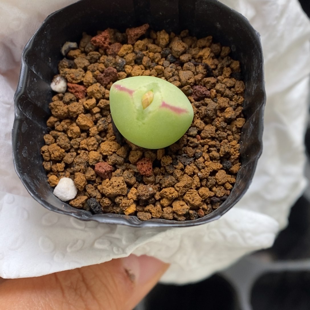 多肉植物肉锥杂交K-3754