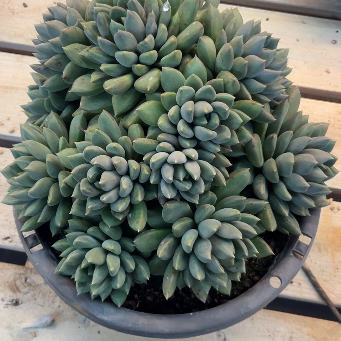阳***5多肉植物多肉植物
