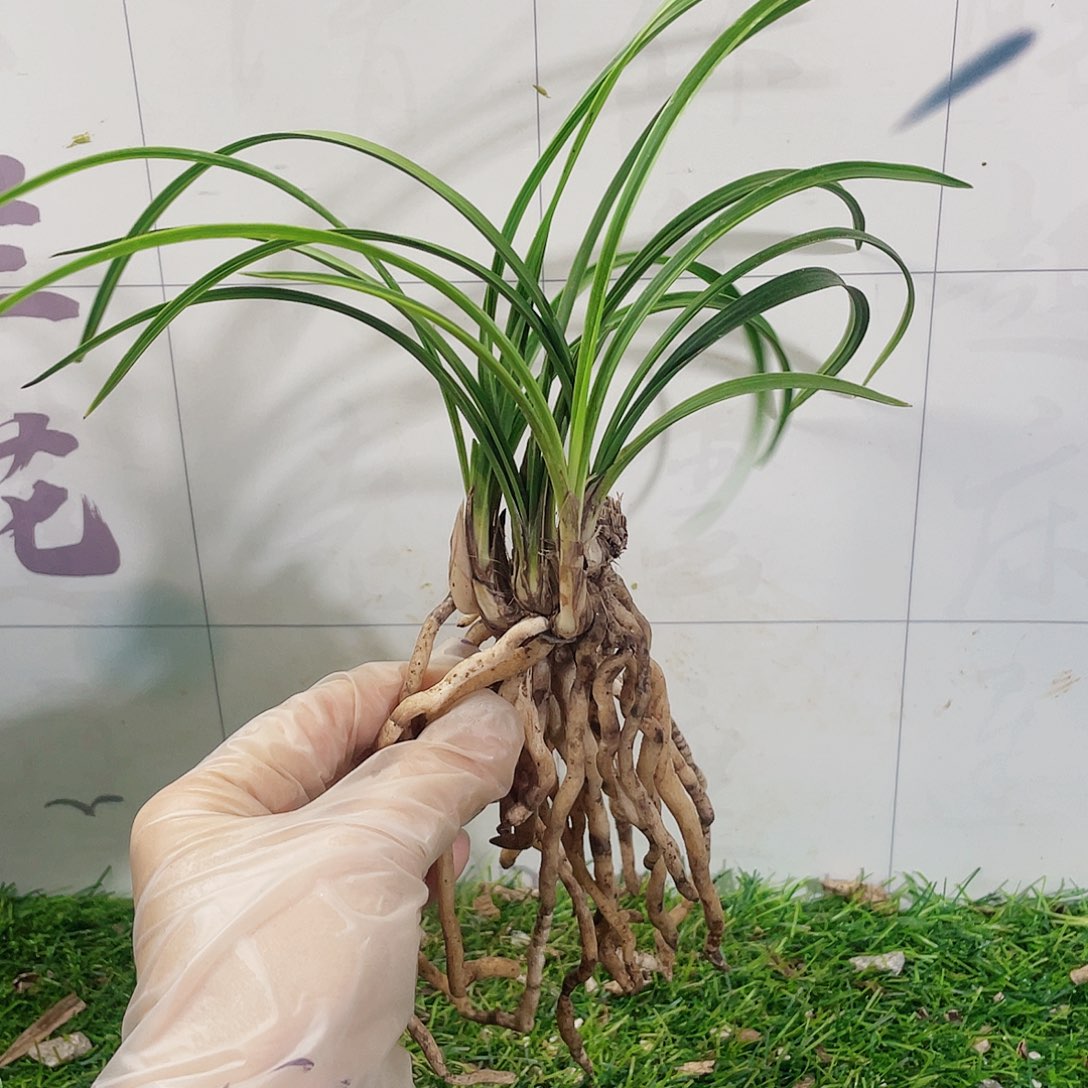 王***瑢完全开放兰花兰花