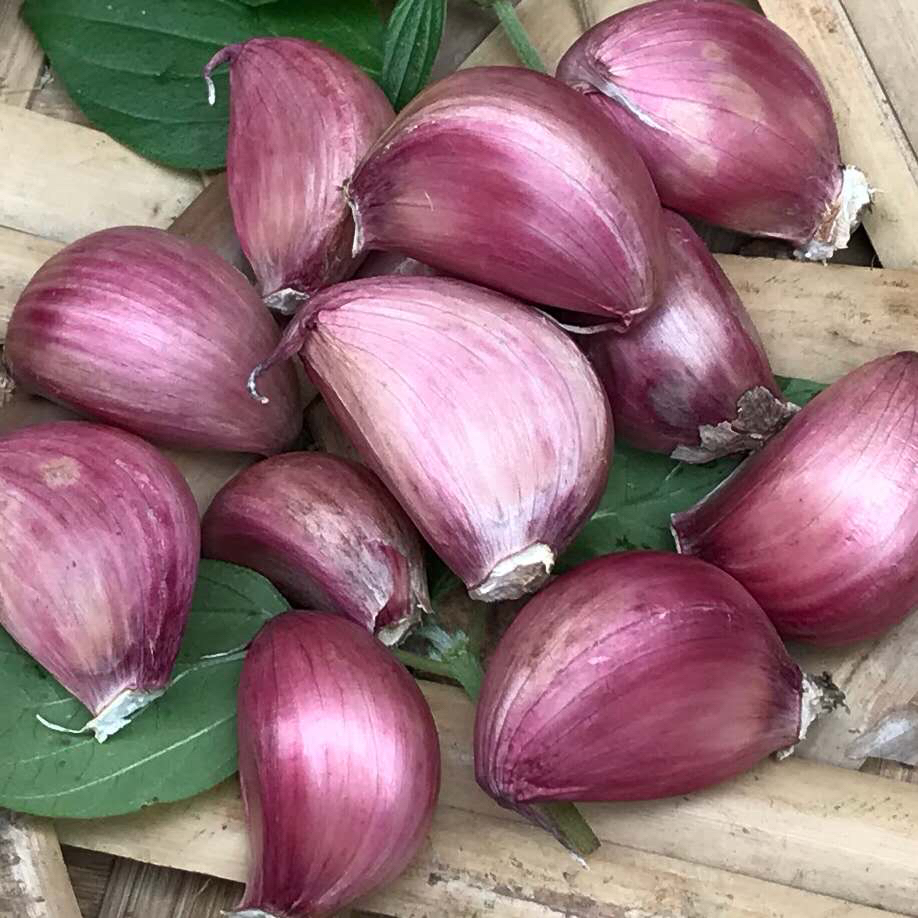 食香九镇老品种云南紫皮干蒜凉拌炒菜整个头发