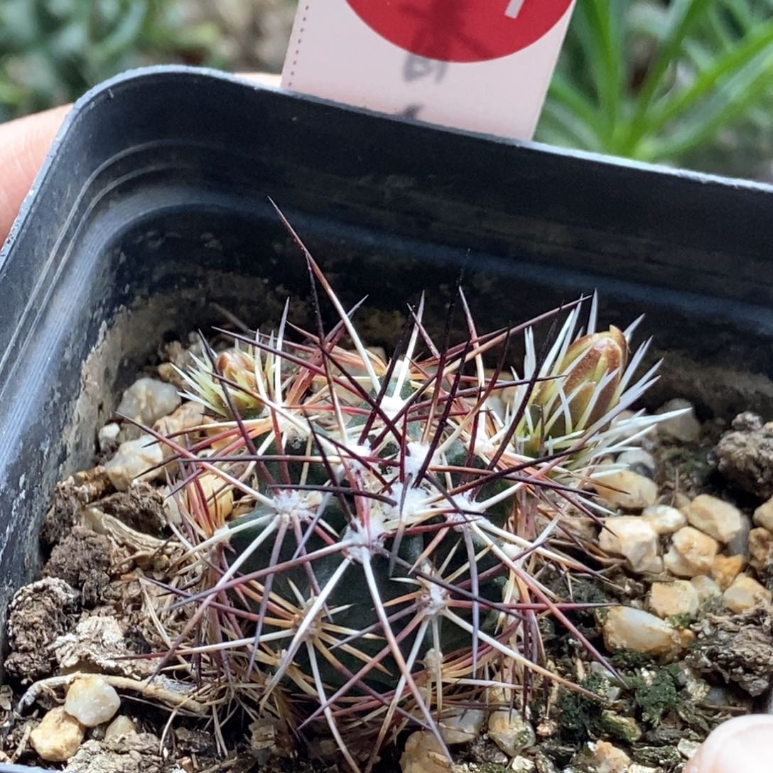 实生狂刺达氏青花虾2.6cm