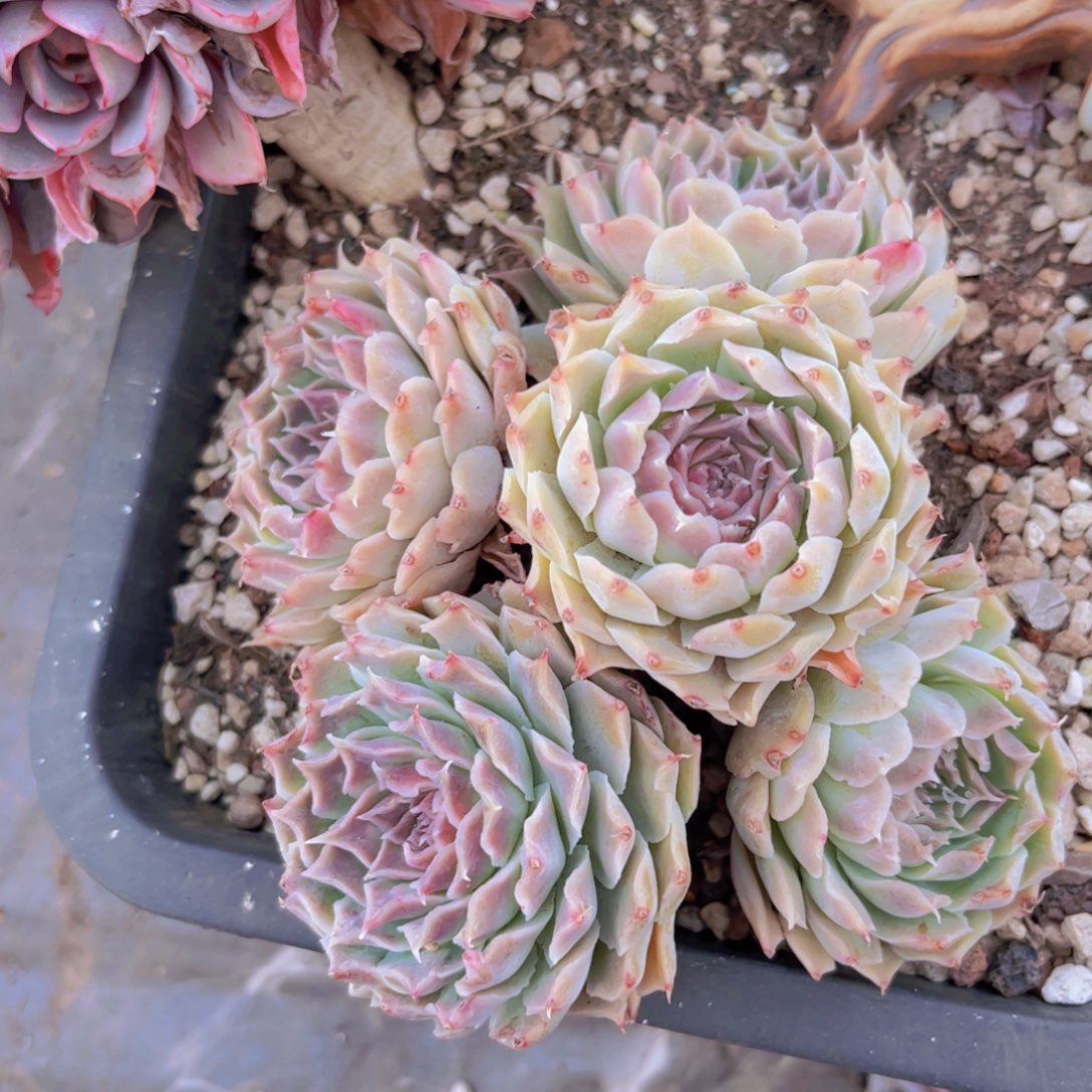 财路瑕疵31171多肉植物