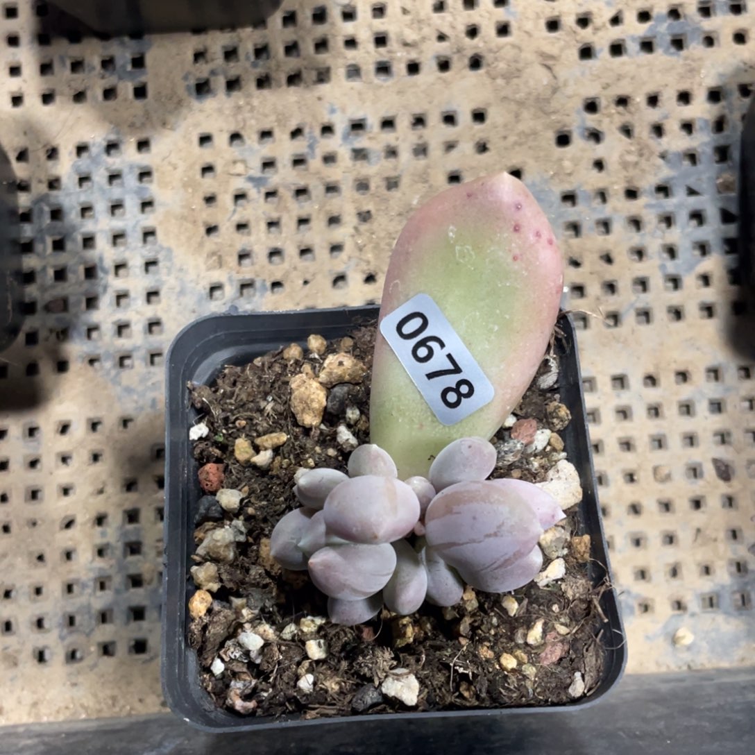 猴***精加菲猫奶酪多肉植物