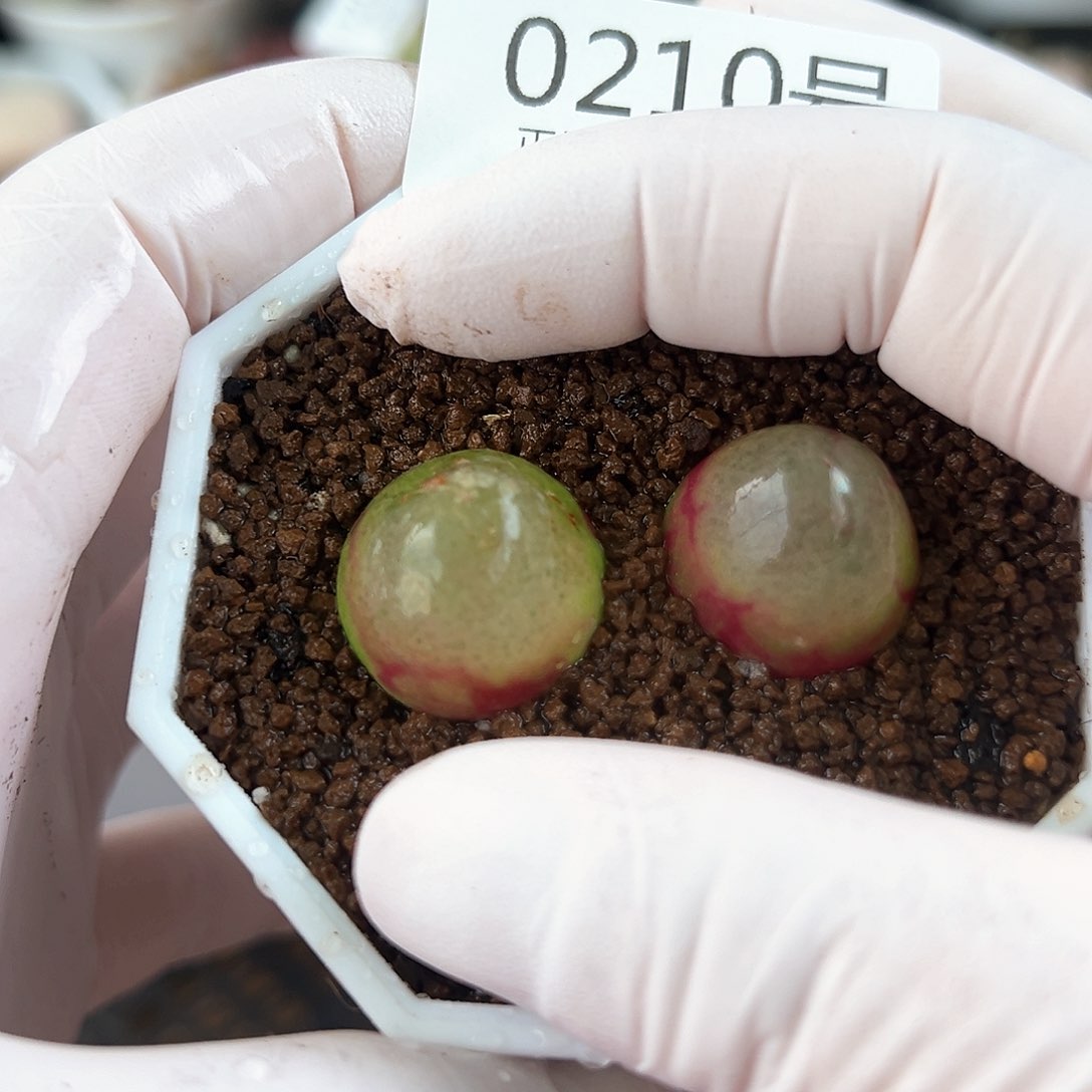 0210七年灯泡两颗1.8cm左右