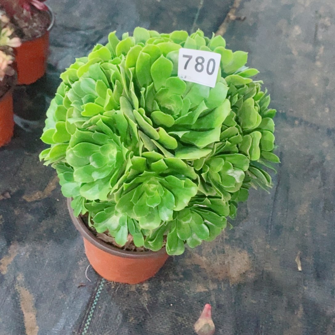 绿玫瑰780多肉1111