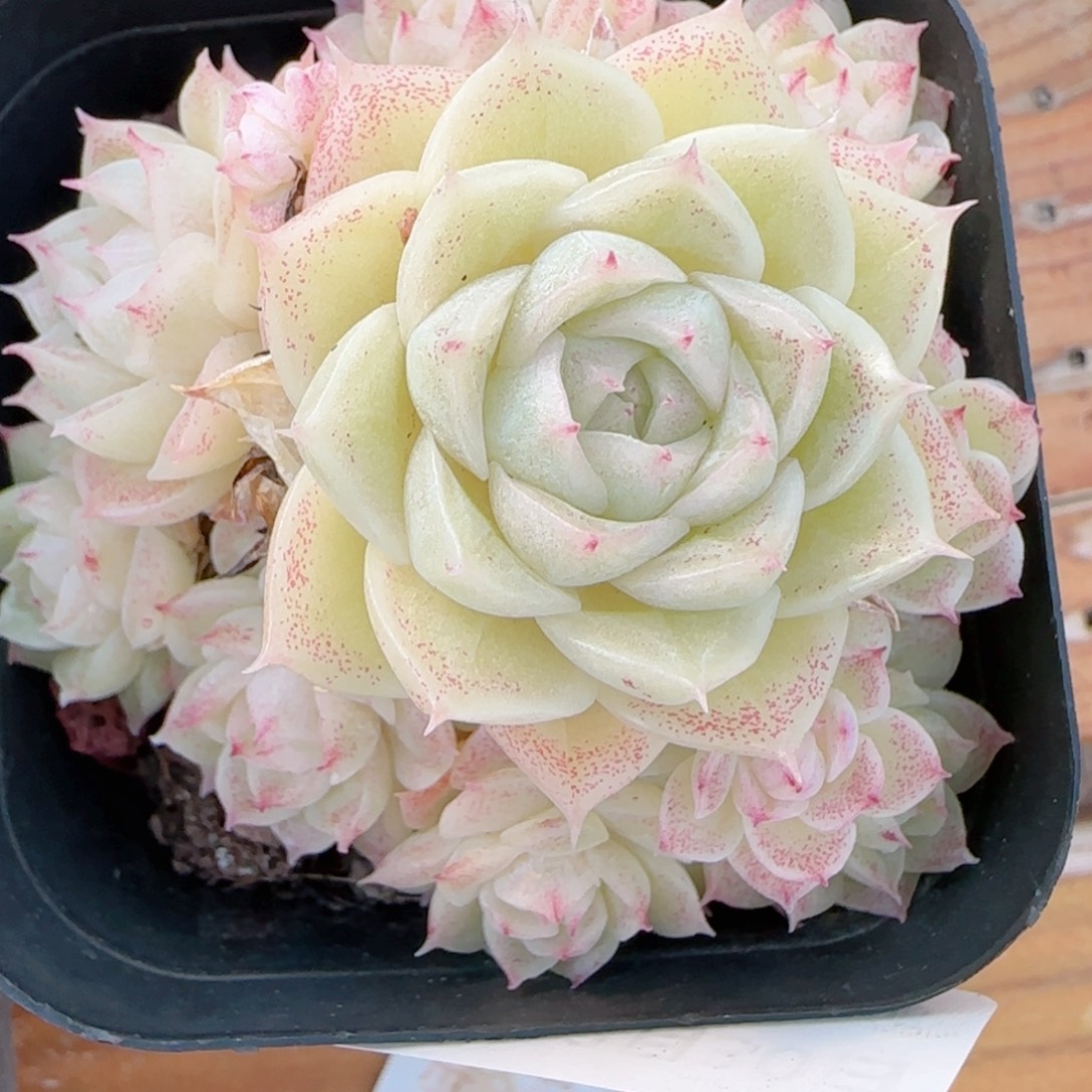 晴***8花语多肉1230-84散