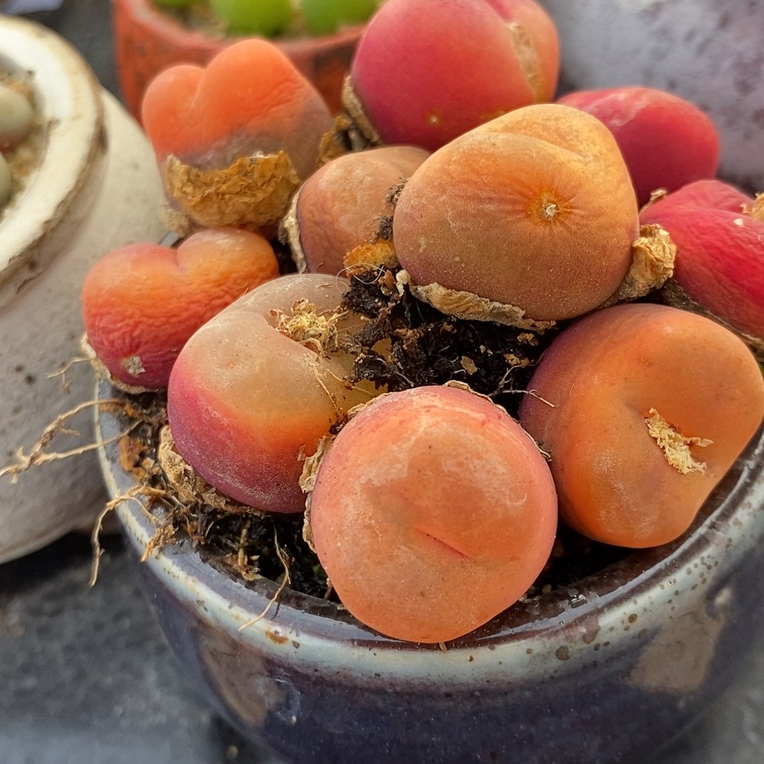 5年水蜜桃有瑕疵一颗。