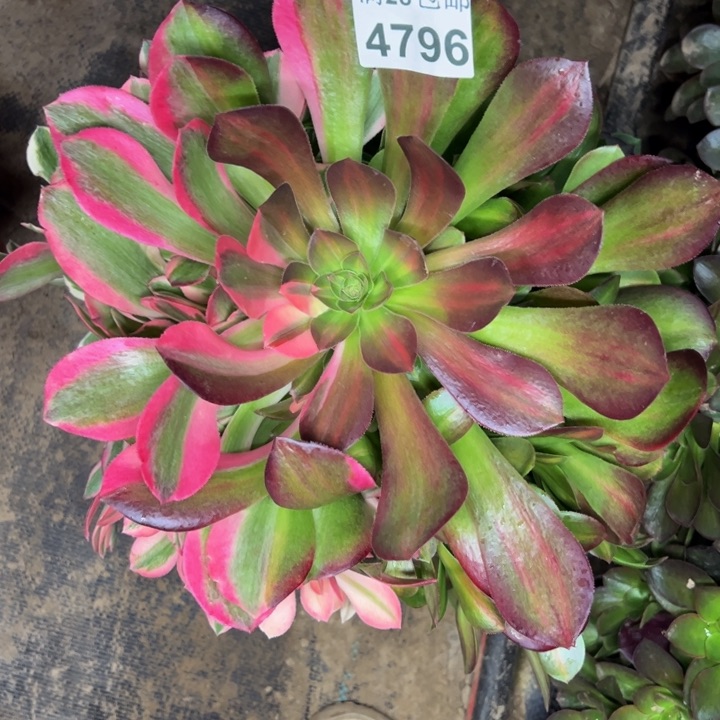 4796南女郎多肉植物