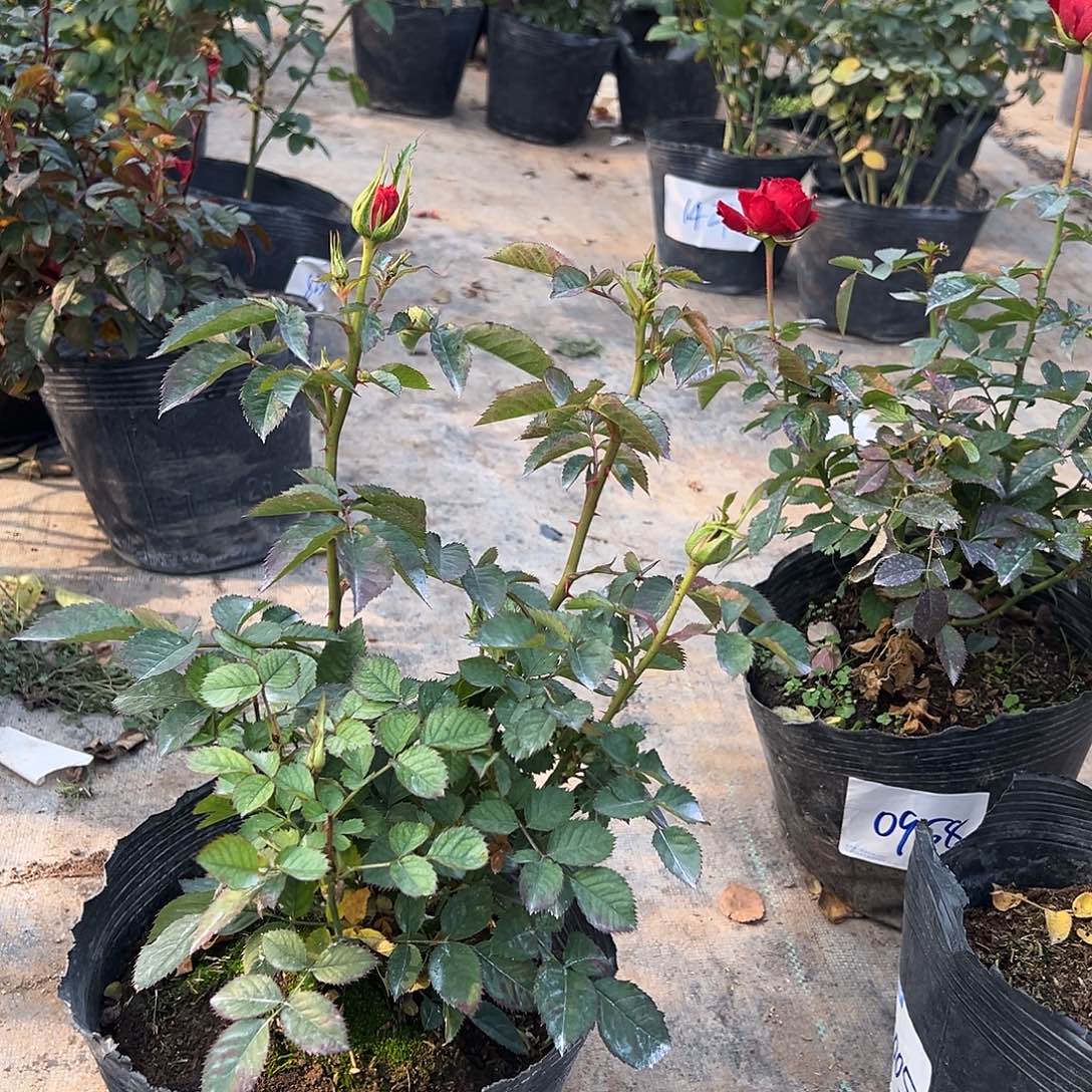 当前无花栽培后可以开花