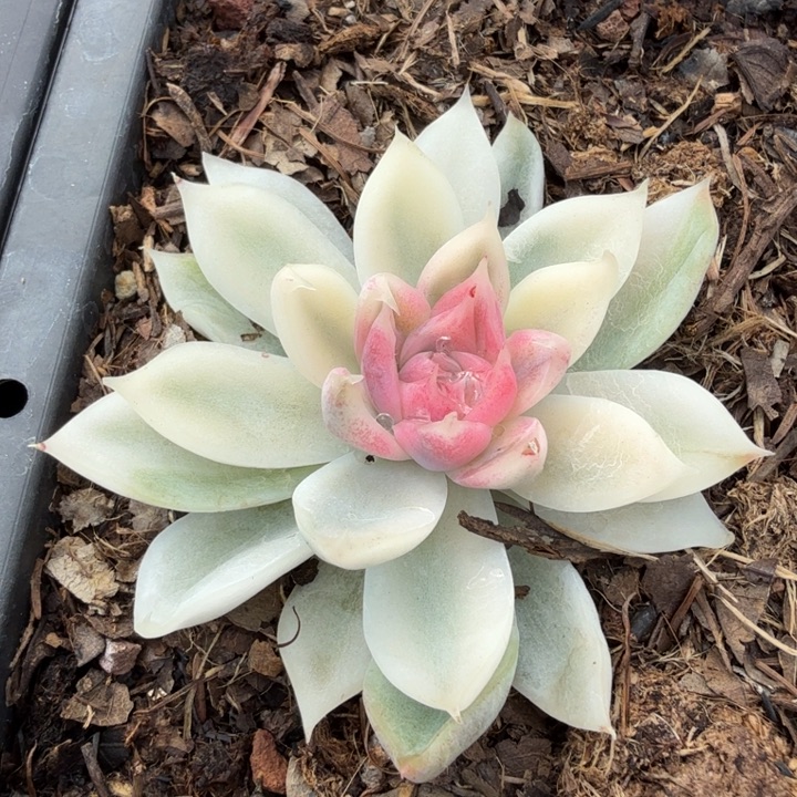 紫薯锦多肉植物一物一拍