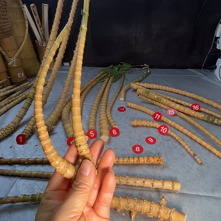 扇子苦竹烟杆毛料