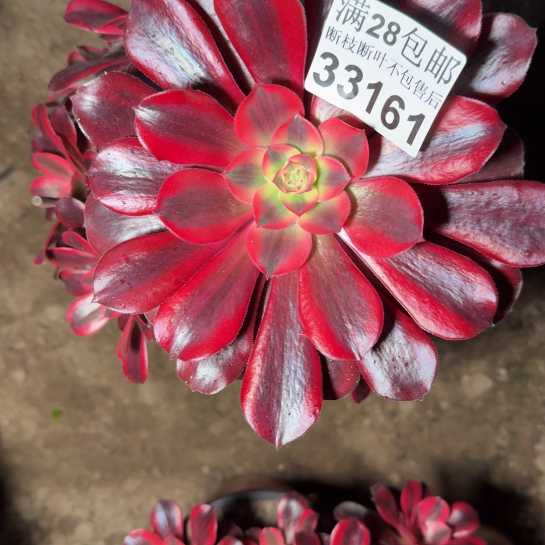 33161美杜莎多肉和植物保护