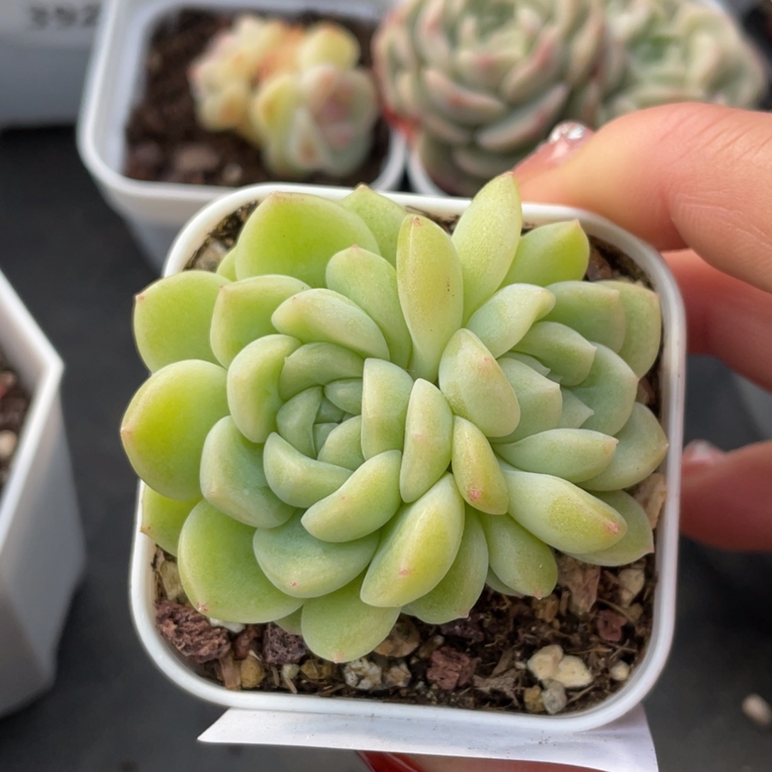 @***姿526号糖心冰心珍妮 碧玉