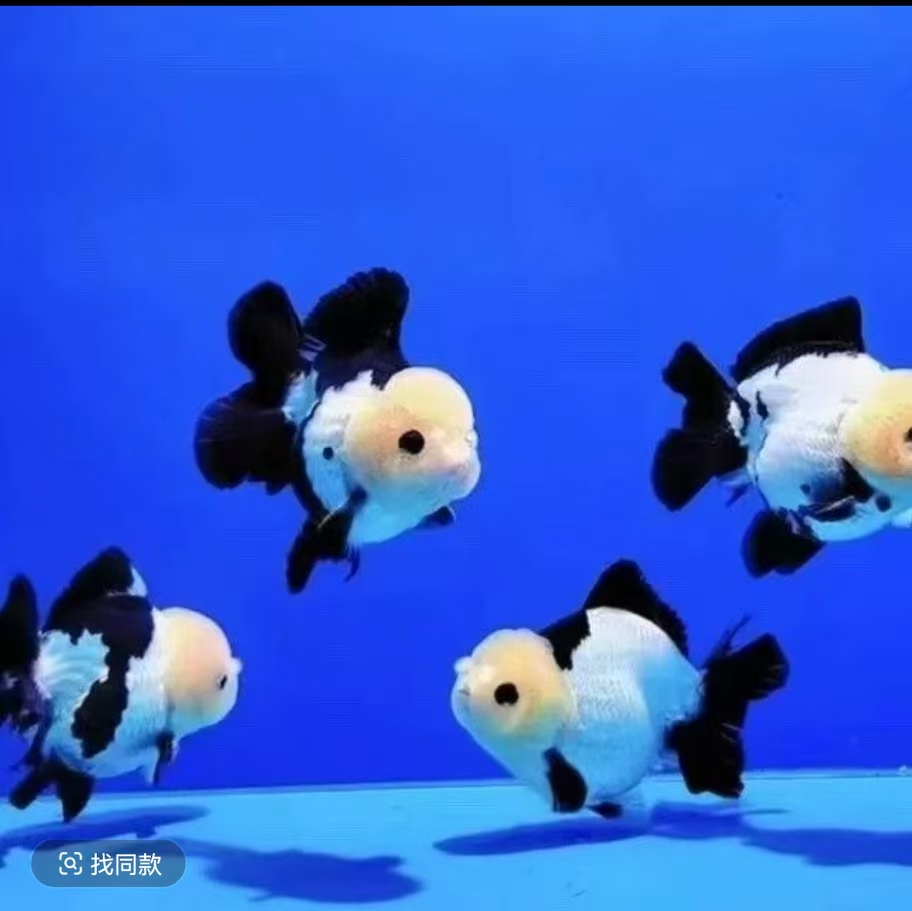 观赏鱼，宠物鱼，（盲拍发鱼粮）