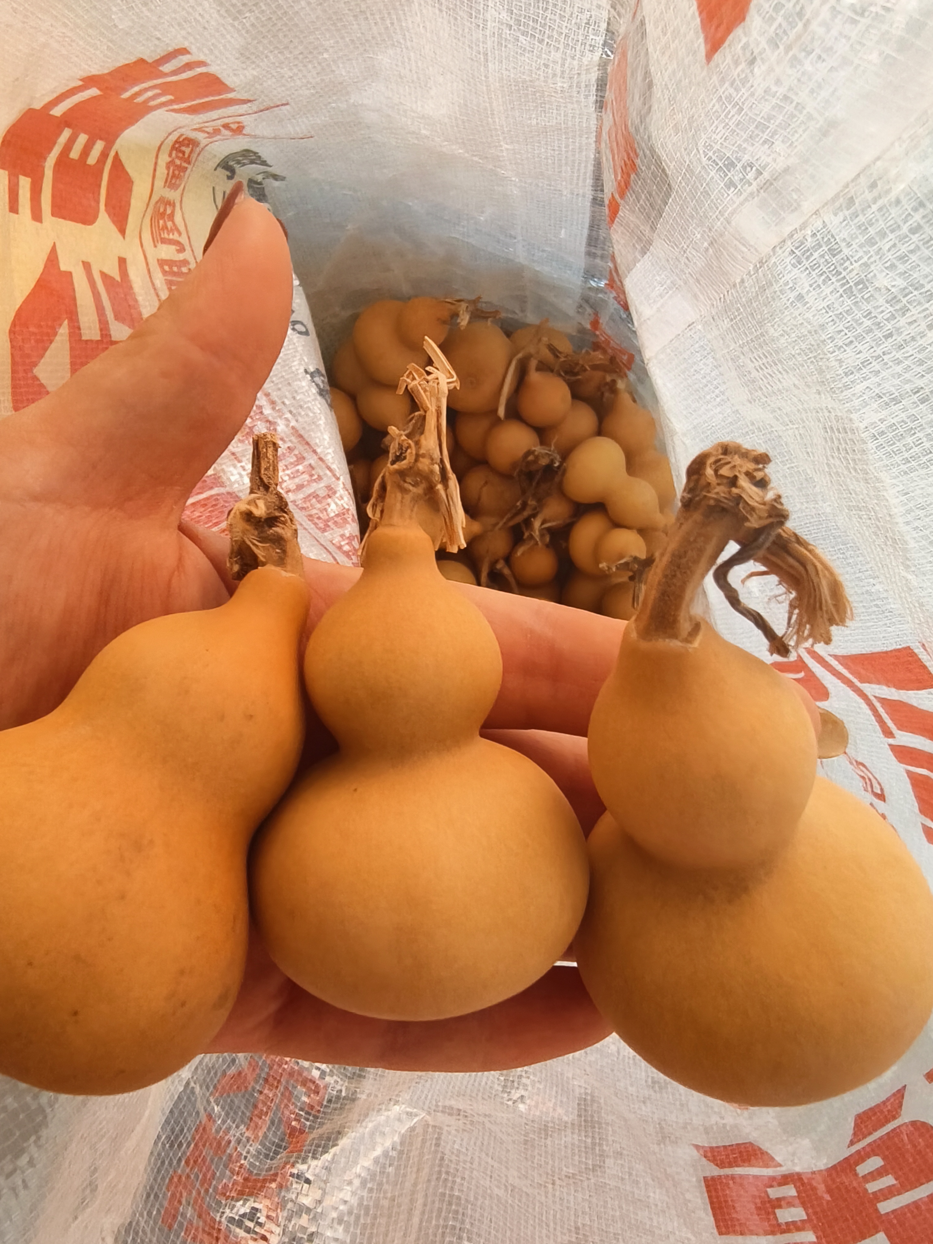 天然小美葫芦种子方圆数十里没葫芦地 专地预留无串花
