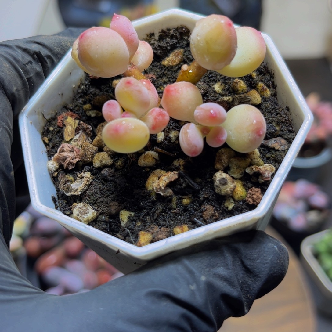 077二代苹果奶酪（有掉叶）