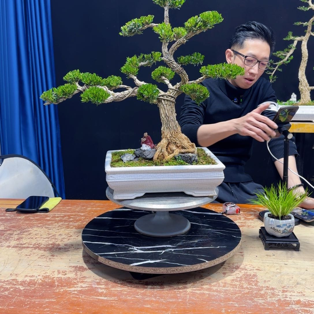 黄杨室内室外盆景艺术