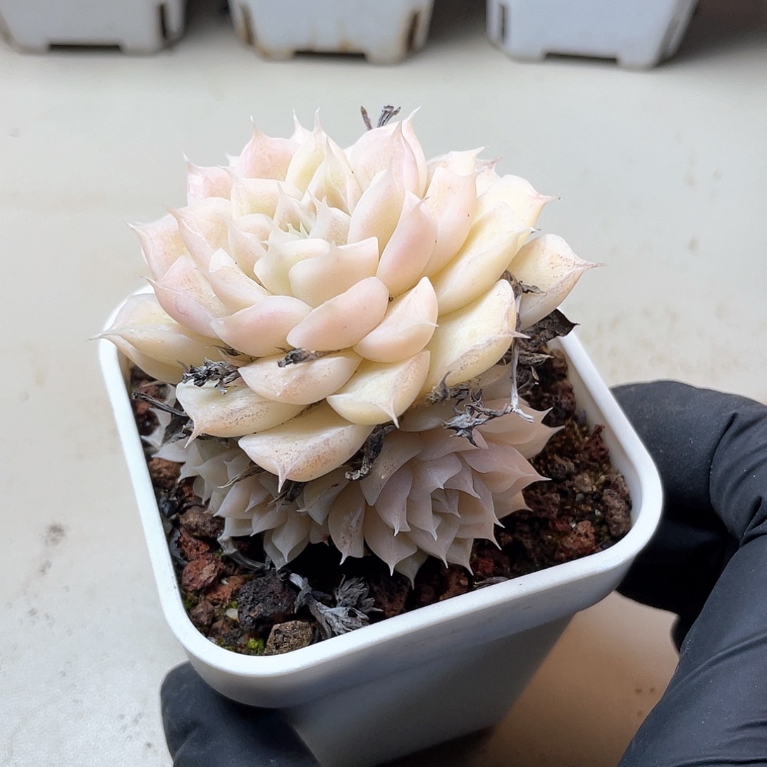 优选女王手捧花9362