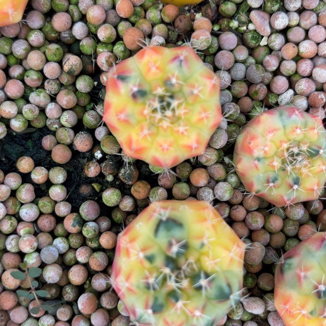 19-1223泰国发货多肉