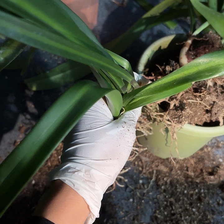 无花朵朱顶红盲盒白肋3颗