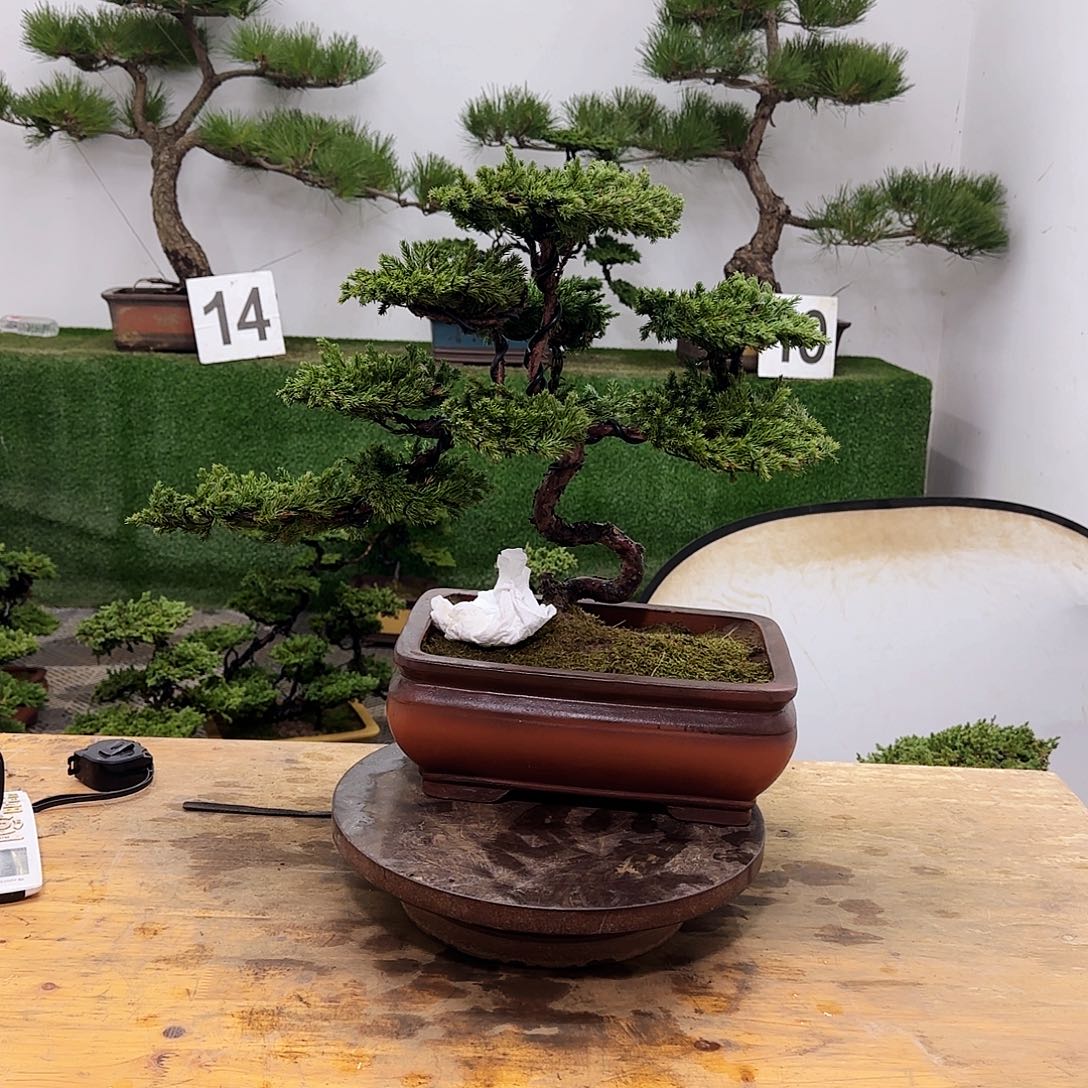 盆景盆景盆景盆景