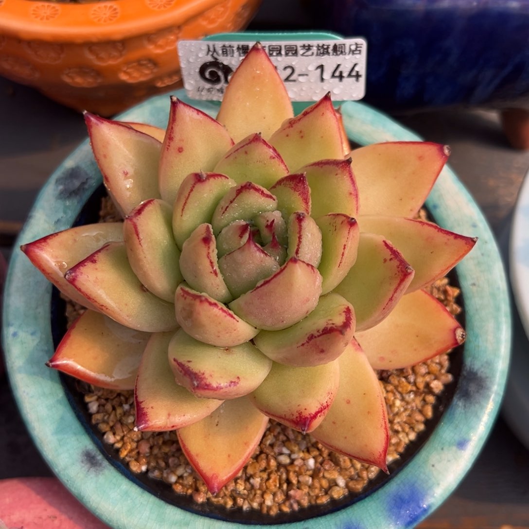 从前慢多肉精选编号0212.144