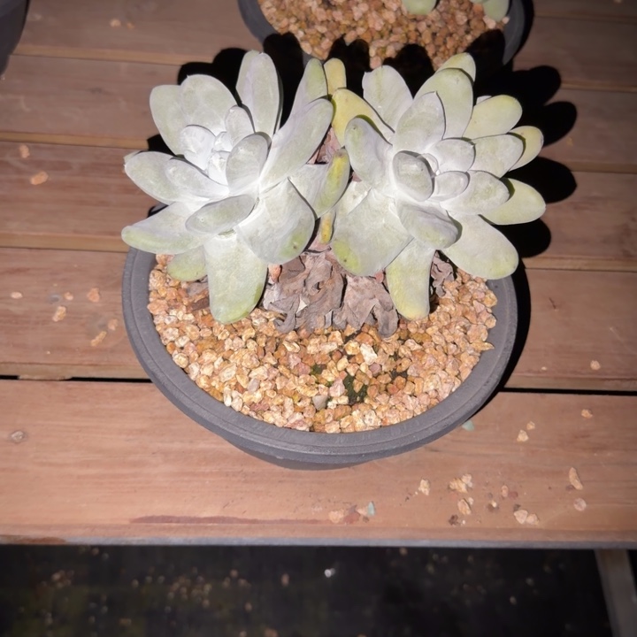 阳***6拇指仙女杯多肉植物