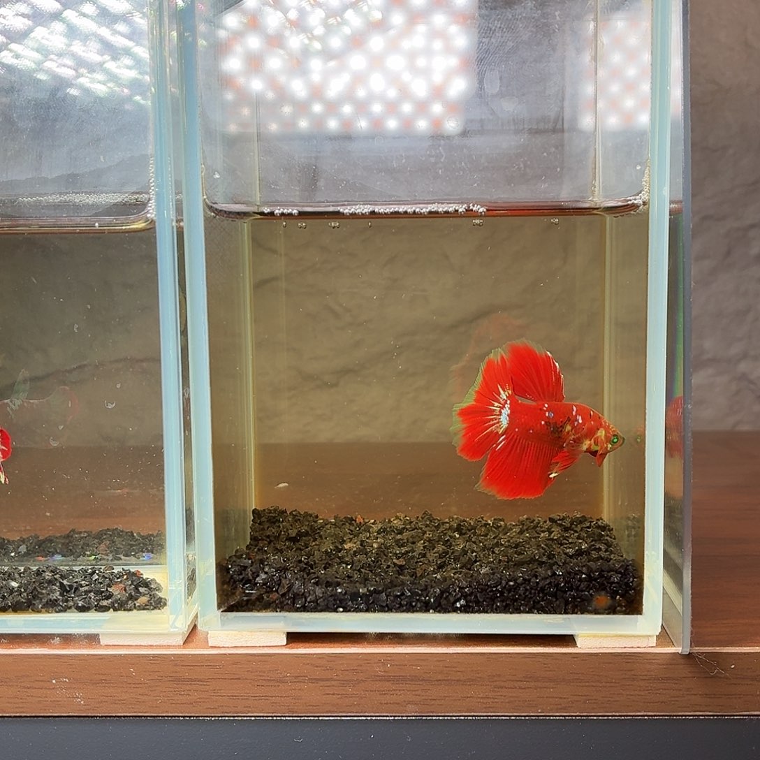 斗鱼彩金红魔半月