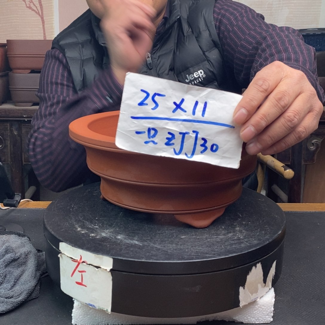 红陶猛货号一只ZJJ30