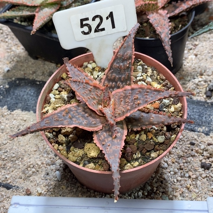 ㅤ****福利超级芦荟！！！