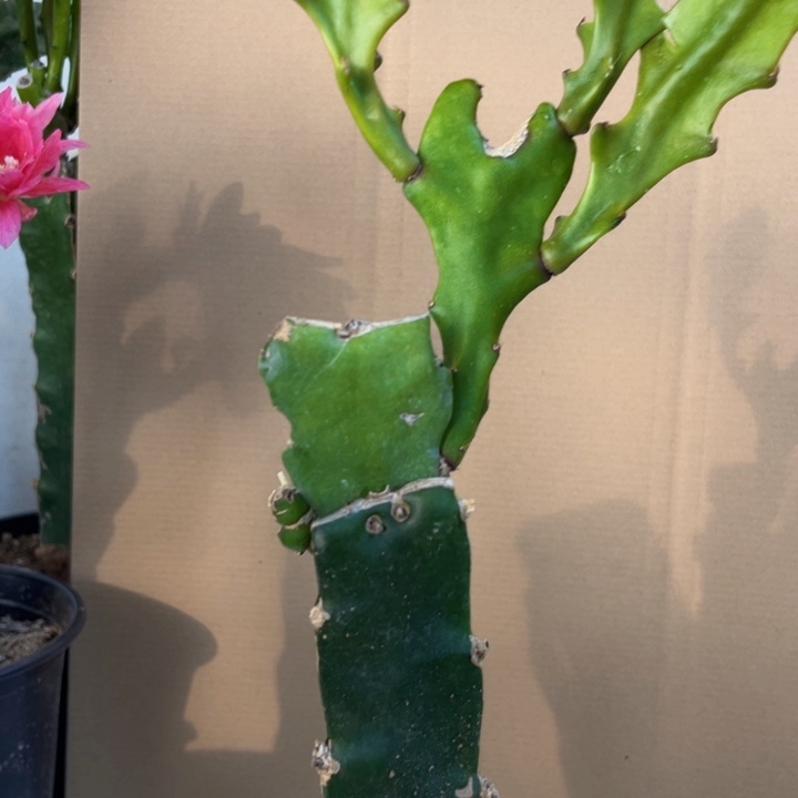 当前无花栽培后可以开花572