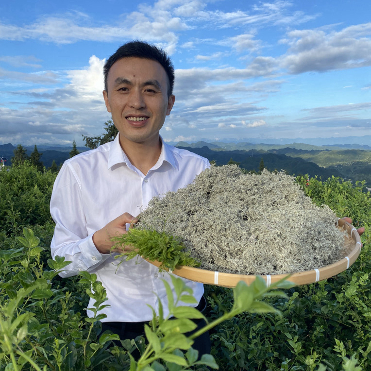 【买一罐送一罐】特级龙须藤茶高黄酮富硒头采新茶莓茶滋补养生好茶