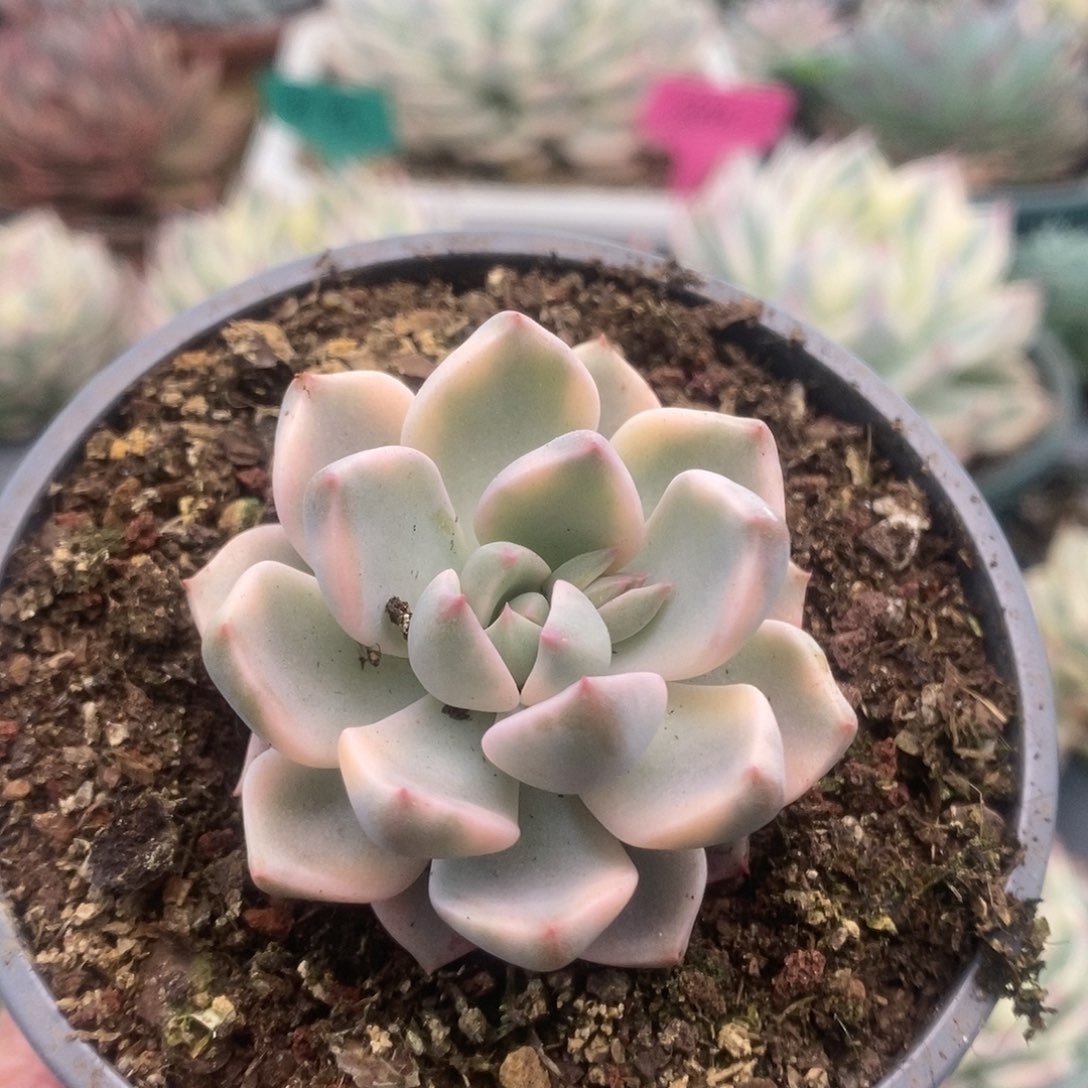 186锦锦锦锦锦锦锦锦