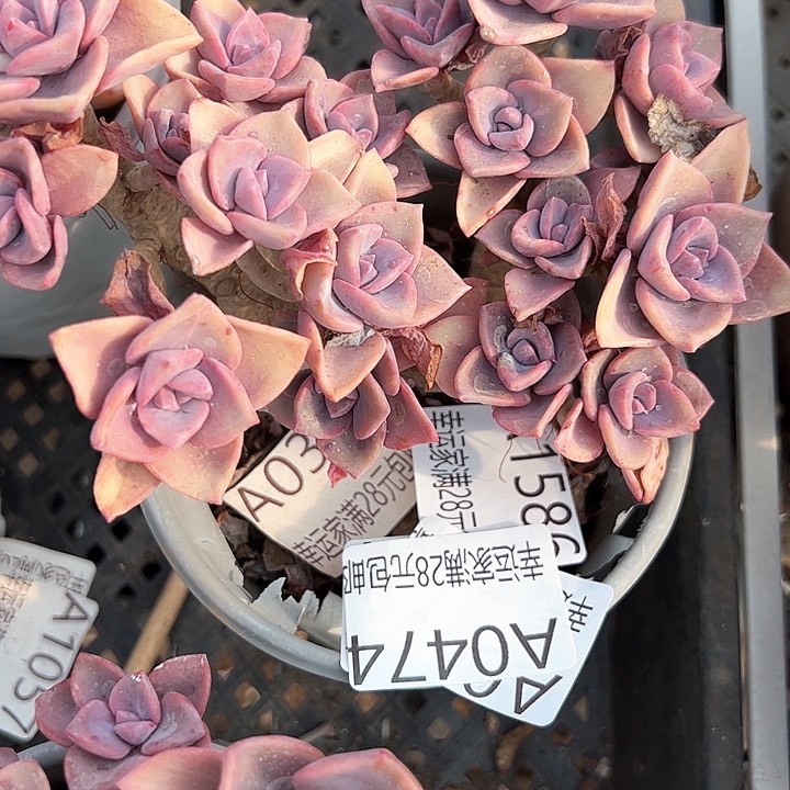 幸运的是我的朋友们