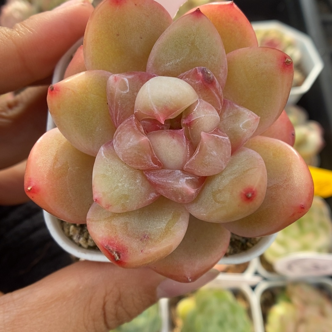 钻心珍妮可拍569号。     